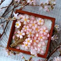 本日わが家の開花宣言！朝から食卓は桜祭り♪