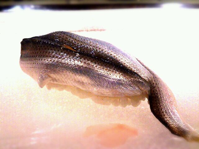 たった4cmの高級魚 江戸前寿司の シンコ ってどんな魚 Macaroni