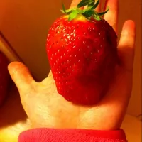 Snapdishの料理写真:giant strawberry あまおう|ickさん