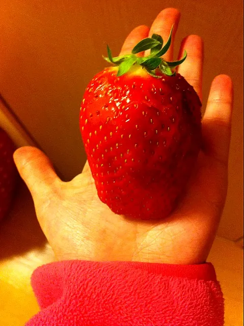 Snapdishの料理写真:giant strawberry あまおう|ickさん