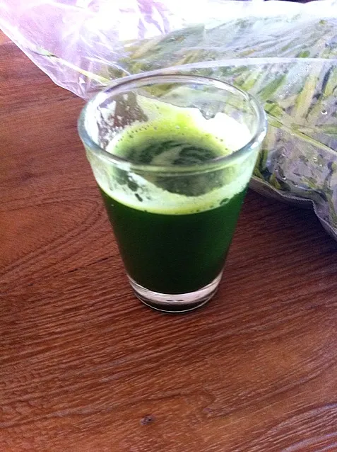 tarwegras wheatgrass|Rene Onstenkさん