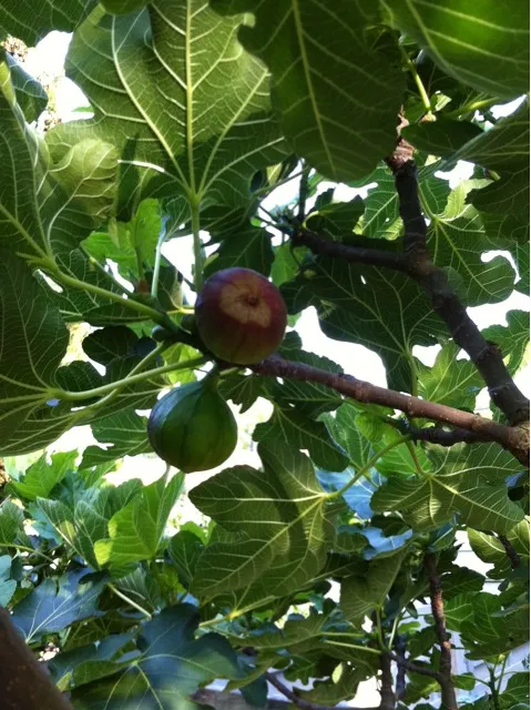 figs growing nicley should be able to eat them soon|simonさん