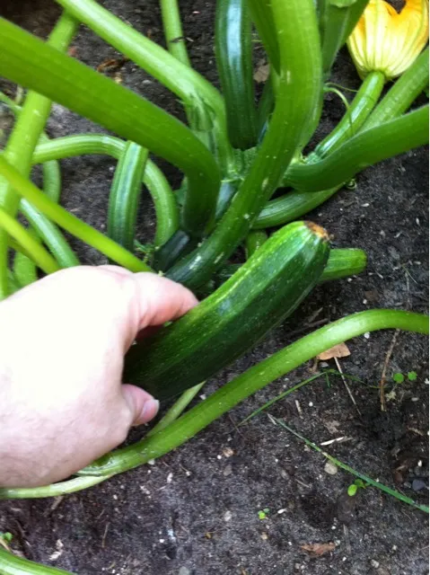 just picking this for dinner tonight|simonさん