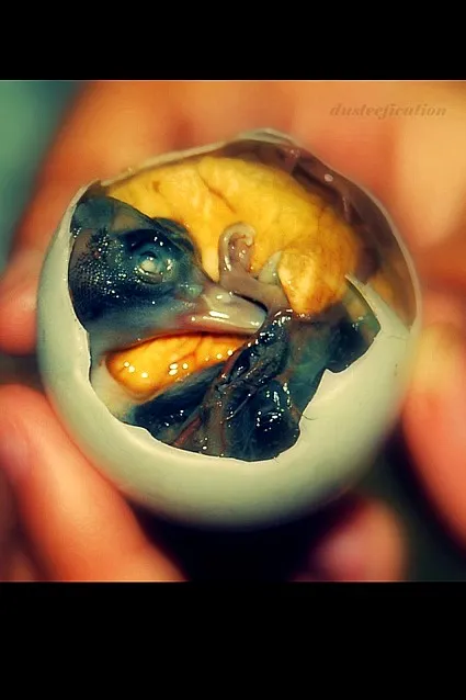 BALOT! (fetus duck)|adaさん