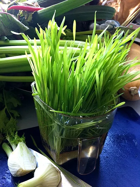 breakfast green ( wheatgrass)|Rene Onstenkさん