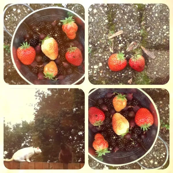 berries from our own garden |Rurie van Sarkさん