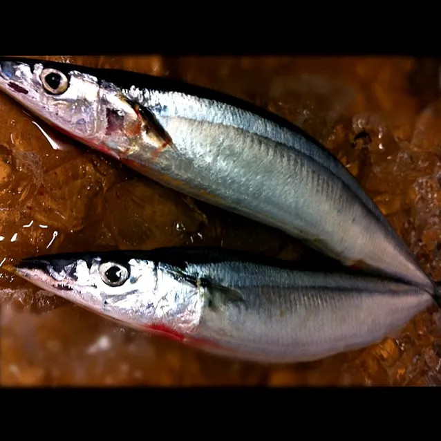 秋刀魚良いね〜。脂たっぷりの肝で醤油作るよ‼っと宣伝してみた。|金子 雄介さん