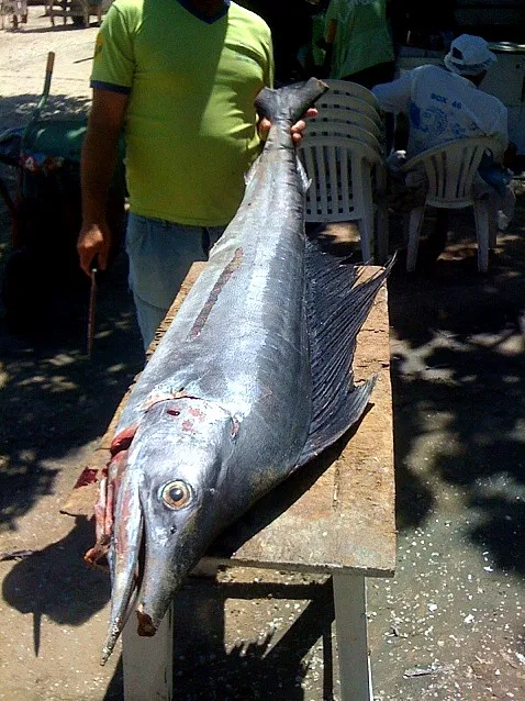 white marlin|Manu Figueiredoさん