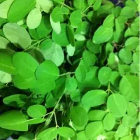 Superfood Malunggay (Moringa) Leaves|SusanJさん