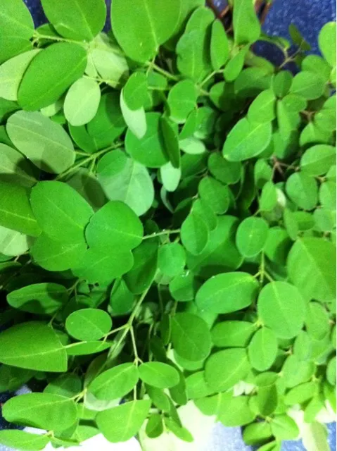 Superfood Malunggay (Moringa) Leaves|SusanJさん