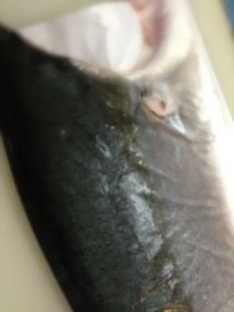 fresh hamachi|Hidekazu Kobataleさん