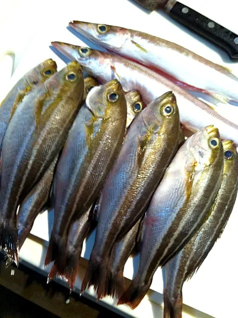 本日の収穫はカマス、タカベ。漁師さんに聞いたら塩焼きが一番だって。タカベはイサキだね（笑）。|あゆさん