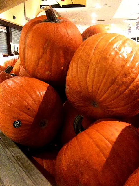 Giant Pumpkins! :)|maitaさん