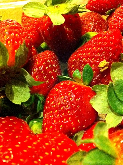 Fresh strawberries frim Cameron Highlands|maria katrina valenciaさん