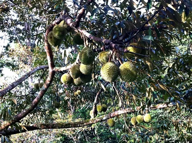 Durian!!!|sanaさん