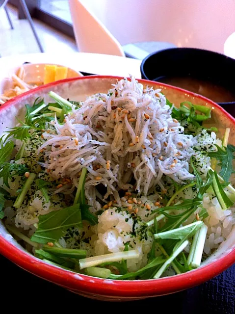 さぼてんオリジナル朝定食 しらす丼大盛|shuさん