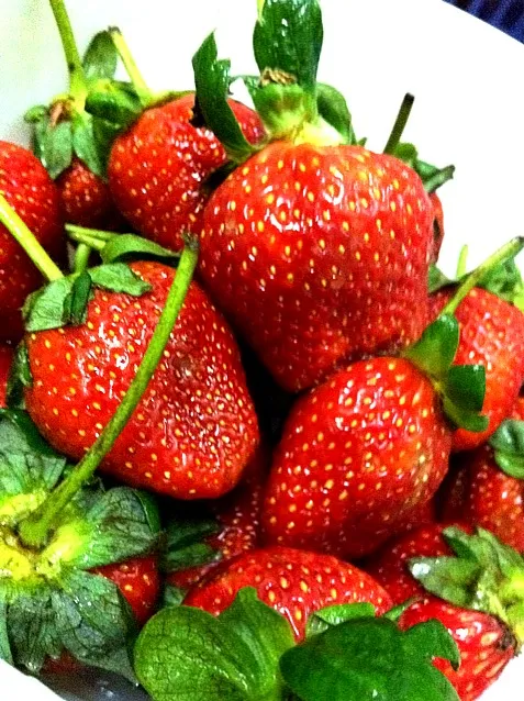 chiangmai strawberry|fangz watdafudkさん