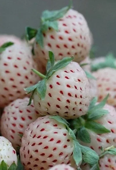 pineberries|Jaraineさん