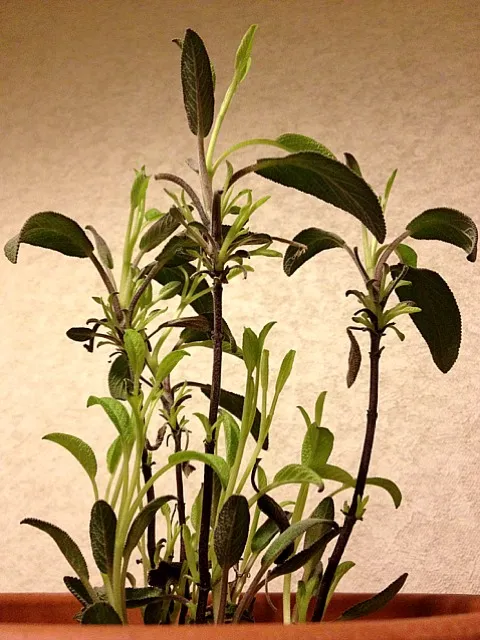 salvia 屋内で。勘違い新芽、カワイイ|yasutaka shiratoriさん