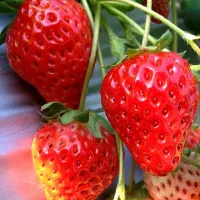 Snapdishの料理写真:いちご狩り🍓|hanamomoさん