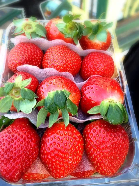 korean strawberries|willzさん