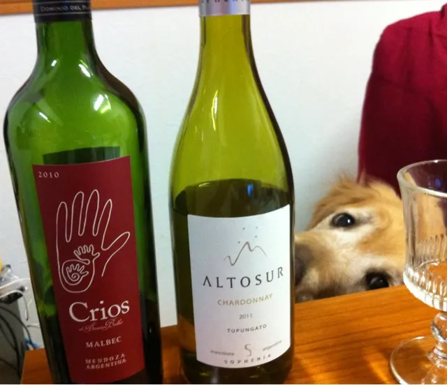 今夜のワインはアルゼンチンの二本  赤 Crios Malbec 白  ALTOSUR CHARDONNAY|こうじさん