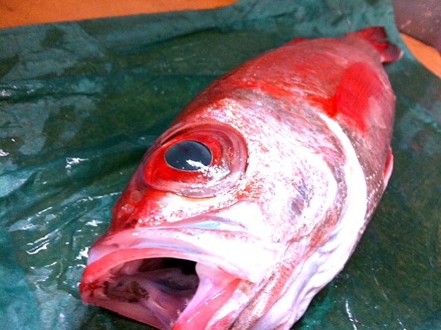 一品推し 今日仕入れた三種類の白身魚の一つ 赤むつ ノドグロ のご紹介 漢字では赤鯥 由来は赤い色をしたムツの意味むつ とは 脂っこい ことを むつっこい という意から来ていて すなわち脂っこい魚という意味合いです 金子 雄介 Snapdish スナップディッシュ Id 1zaaw