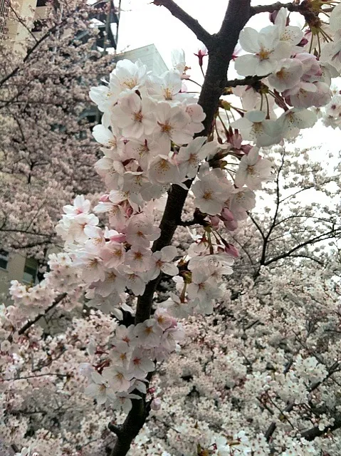 桜@神田川|なっちゃんさん