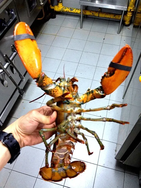 Snapdishの料理写真:live boston lobster|willzさん