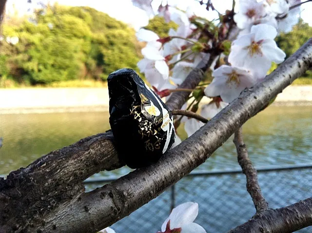 お花見なので一杯。「さつま美人」チョコレートボンボン と 桜|大石さん