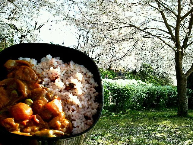 ひとりde花見withチキンカレー|まにまぁるさん