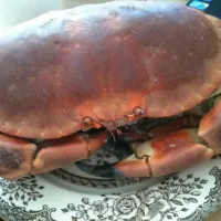 Snapdishの料理写真:huge crab！|joycefujiaさん