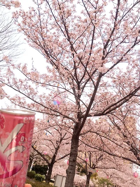 HANAMI BLAST と花見🌸|kayo fukayaさん