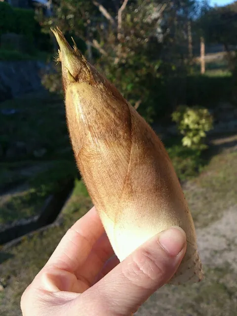 Snapdishの料理写真:タケノコ|みぽさん