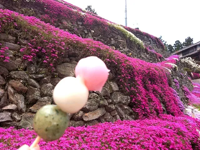 お団子と芝桜|ちぃたさん