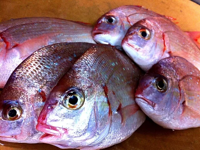 【一品推し】今日は白身魚を三種類ご用意しました。その内の一つがこの春子鯛（かすごだい）。個人的には真鯛よりも好きな味してます。|金子 雄介さん