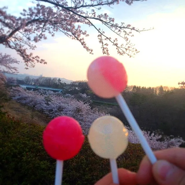 チュッパチャプスと桜🌸|ニコさん