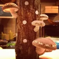 Fresh Shitake :)|GedoGadeさん