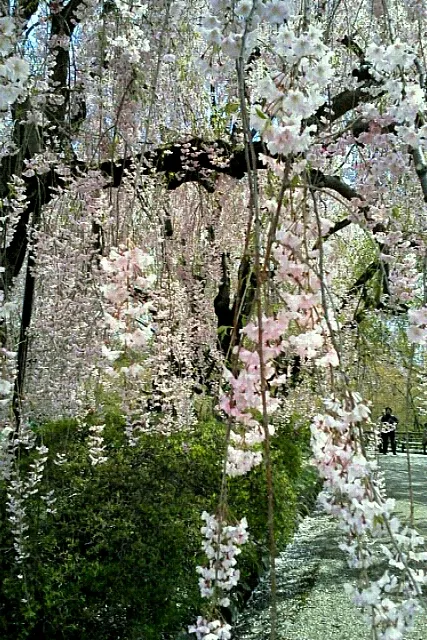 枝垂れ桜|shinakoさん