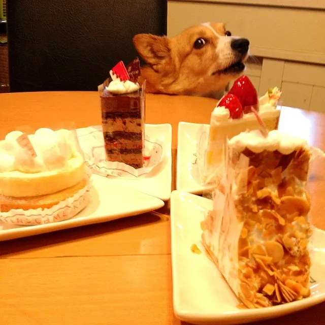 ケーキいろいろ|＊さくら＊さん