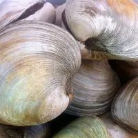 clams