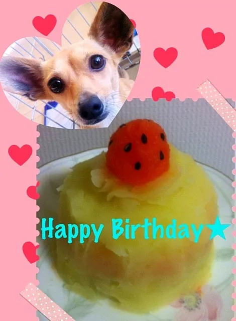 愛犬用🐶BIRTHDAY CAKE|くみ(•◡•)さん