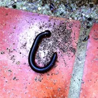 Millipede! yummy wriggling in my tummy!|jay ngさん