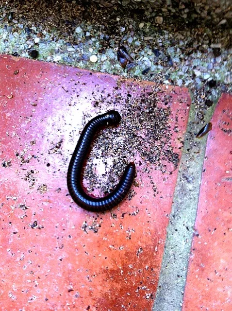 Millipede! yummy wriggling in my tummy!|jay ngさん