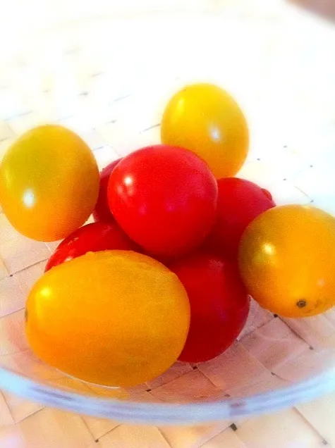 Red & Yellow Tomatoes|sacoさん