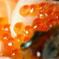 salmon eggs