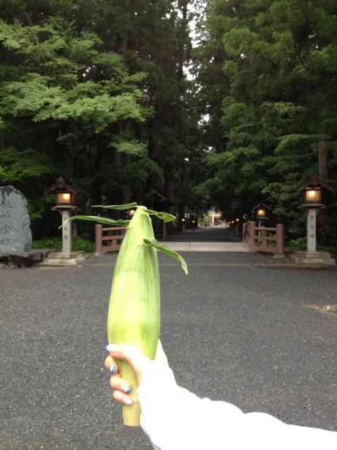 とうもろこしの初売り|まゆさんさん