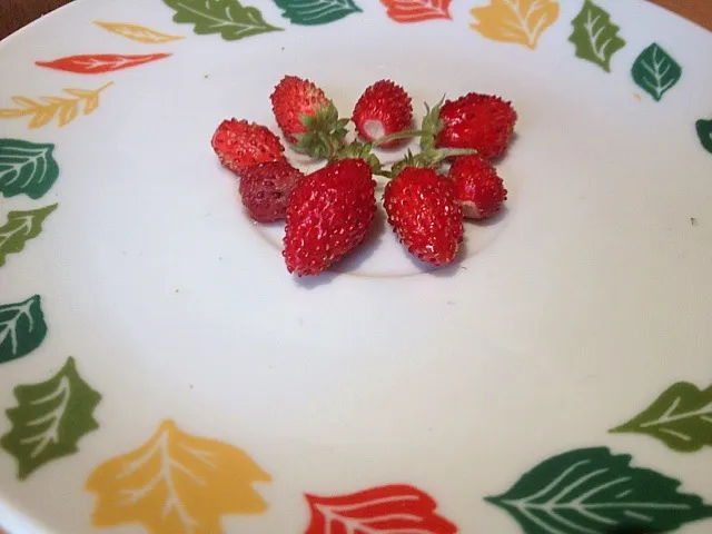 fresh strawberries from my window garden|marybeth allanさん