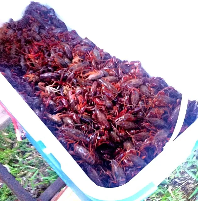 texas crawfish|jpさん