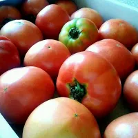 1 box of tomatoes|armieさん